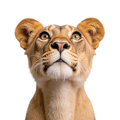 Obraz premium Close-up portrait of a lioness isolated on transparent background for wildlife designs