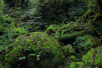 屋久島　白谷雲水峡