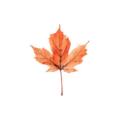 Vibrant Orange Maple Leaf Isolated Against a Transparent Background Highlighting Autumn Colors