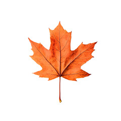 Obraz premium Vibrant Orange Maple Leaf Isolated Against a Transparent Background Highlighting Autumn Colors