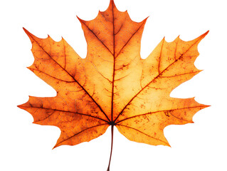 Obraz premium Silhouetted Orange Maple Leaf Isolated Against a Transparent Background