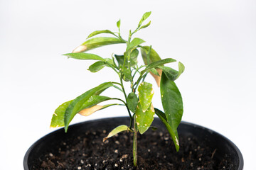 Yellow leaves of a young orange tree. Difficulties in growing an orange tree, gardening.