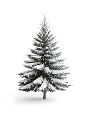 Evergreen fir tree isolated on white background