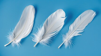 Obraz premium Swan Feathers on a Blue Background - a serene and elegant composition. The soft swan feathers contrast beautifully with the calming blue backdrop.