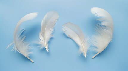 Obraz premium Swan Feathers on a Blue Background - a serene and elegant composition. The soft swan feathers contrast beautifully with the calming blue backdrop.