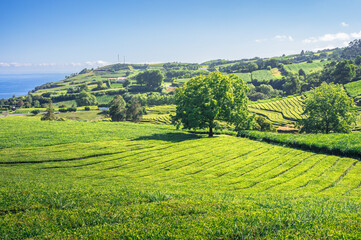 Gorreana Tea factory, Acores, Portugal