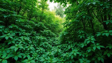 Obraz premium Dense foliage of emerald green leaves covering the forest floor, natural scenery, greenery