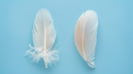 Naklejka premium Swan Feathers on a Blue Background - a serene and elegant composition. The soft swan feathers contrast beautifully with the calming blue backdrop.