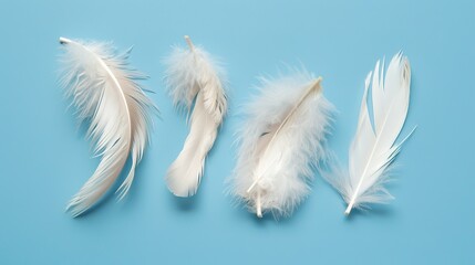 Fototapeta premium Swan Feathers on a Blue Background - a serene and elegant composition. The soft swan feathers contrast beautifully with the calming blue backdrop.