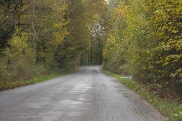 Fototapeta premium Winding Road Through Thick Autumn Foliage Dordogne France Adventure