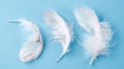 Fototapeta premium Swan Feathers on a Blue Background - a serene and elegant composition. The soft swan feathers contrast beautifully with the calming blue backdrop.