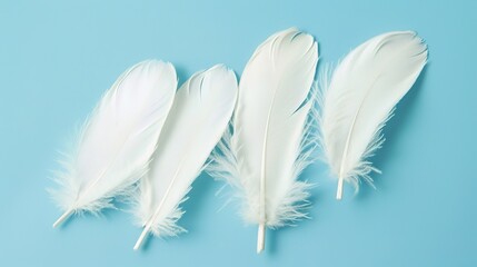 Obraz premium Swan Feathers on a Blue Background - a serene and elegant composition. The soft swan feathers contrast beautifully with the calming blue backdrop.
