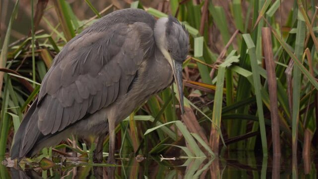 vid&eacute;o d'un tr&egrave;s joli h&eacute;ron cendr&eacute; sauvage, de tr&egrave;s pr&egrave;s, avec un zoom arri&egrave;re, h&eacute;ron avec les pattes dans l'eau