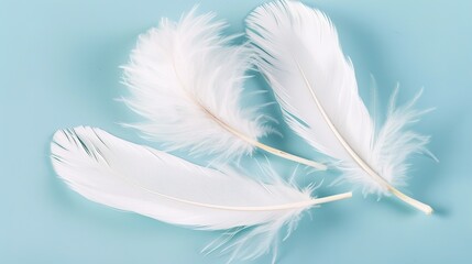 Fototapeta premium Swan Feathers on a Blue Background - a serene and elegant composition. The soft swan feathers contrast beautifully with the calming blue backdrop.