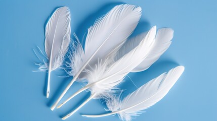 Naklejka premium Swan Feathers on a Blue Background - a serene and elegant composition. The soft swan feathers contrast beautifully with the calming blue backdrop.