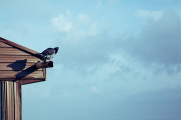 Pigeon on house roof