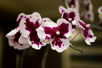 Obraz premium white moon orchid flowers with purple patches