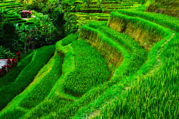 beautiful view of rice terraces in island, ubud bali