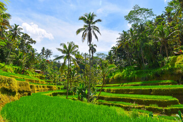 rice terraces in island, tegalalang ubud bali