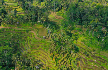 morning view of beautiful rice terraces in island, tegalalang, ubud bali