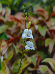 view of beautiful white wild flowers 