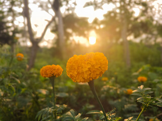 orange flowers in the garden