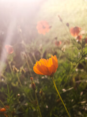 view of poppy flowers in the field
