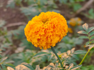 beautiful view of orange flower on the garden