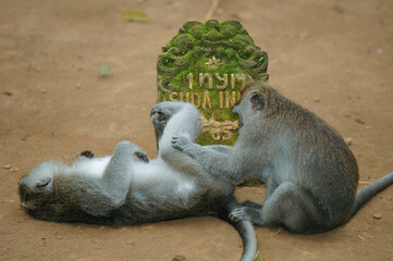 view of cute and funny monkets at sanctuary monkey forest, ubud bali