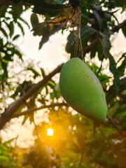 view of manggo fruit and sunset on the garden