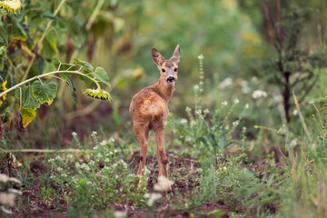 Fototapete bei efototapeten.de bestellen   