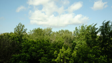 Beautiful lush tree crowns against the blue sky. Autumn or summer landscape in forest, background,...