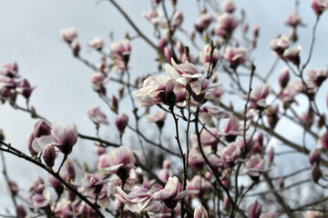 Magnolia en fleurs