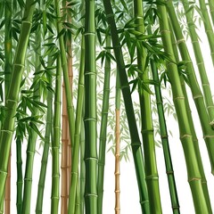 Obraz premium A dense bamboo forest showcasing numerous green trees, offering a peaceful and refreshing atmosphere.