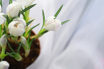 Crocus, plural crocuses or croci is a genus of flowering plants in the iris family. A single...