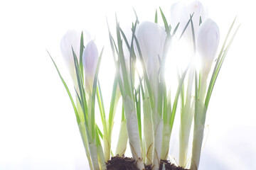 Fototapeta premium Crocus, plural crocuses or croci is a genus of flowering plants in the iris family. A single crocus, a bunch of crocuses, a meadow full of crocuses, close-up crocus. Crocus on a white background.