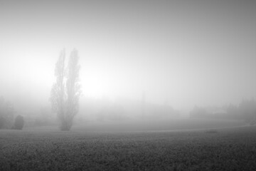arbre dans la brume ardèche france