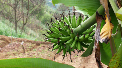 Young green bananas growing lush in a green garden, with large green banana leaves and some drying leaves.