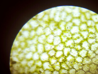 Green Plant Cells Under Microscope. Chloroplasts in Plant Cells. Chloroplast Under a Microscope. Cell Structure View of Leaf Surface Showing Plant Cells Under Microscope For Education.