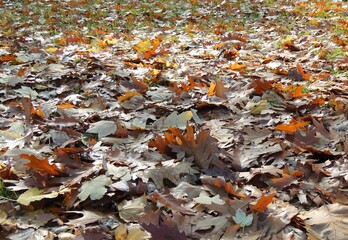 lawn in park strewn with copper dry oak tree leaves in soft sunlight, fallen leaves on the ground beautiful golden brown color