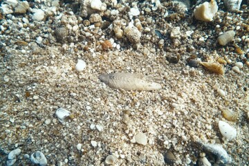 Flounder Blending into Sand A flounder camouflages itself perfectly