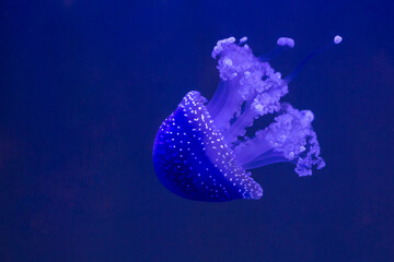Blue Jellyfish in the deep blue water