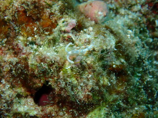 ウミウシはその色鮮やかな姿、形から海の宝石と呼ばれています。