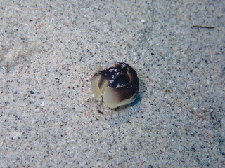 ウミウシはその色鮮やかな姿、形から海の宝石と呼ばれています。