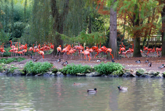 Pink Flamingos by the tranquil lake with ducks