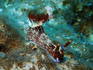 ウミウシはその色鮮やかな姿、形から海の宝石と呼ばれています。