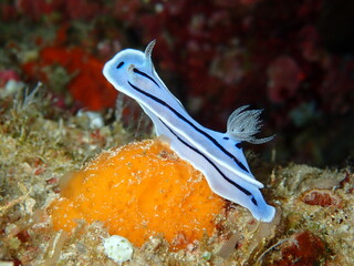 ウミウシはその色鮮やかな姿、形から海の宝石と呼ばれています。