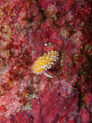 ウミウシはその色鮮やかな姿、形から海の宝石と呼ばれています。