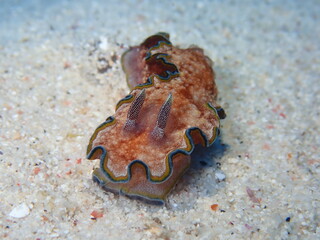 ウミウシはその色鮮やかな姿、形から海の宝石と呼ばれています。