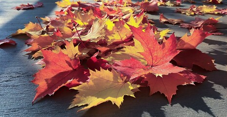 autumn leaves on the ground